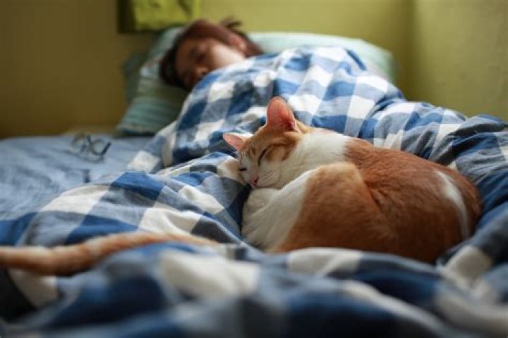 Do cats like to sleep with their owners?