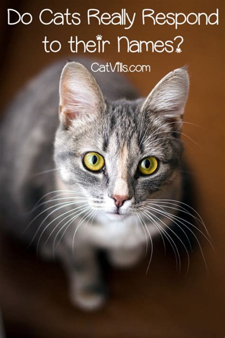 Do cats respond to their names?