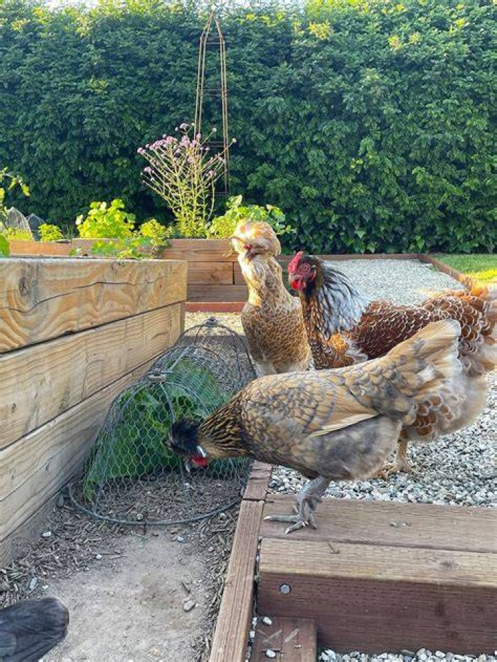 Do chickens destroy your garden?
