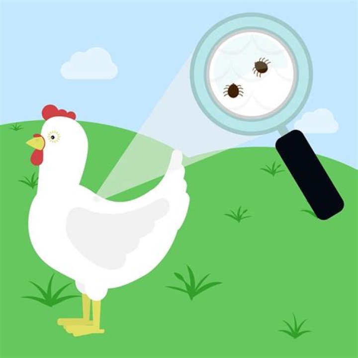 Do chickens get ticks? | ContextResponse.com