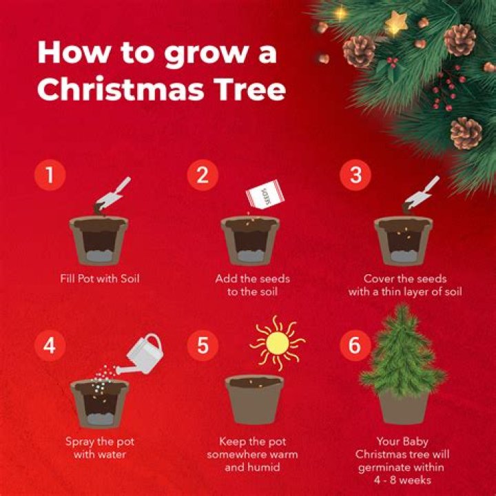 Do Christmas trees grow in pots?