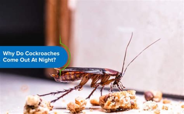 Do cockroaches chirp at night?