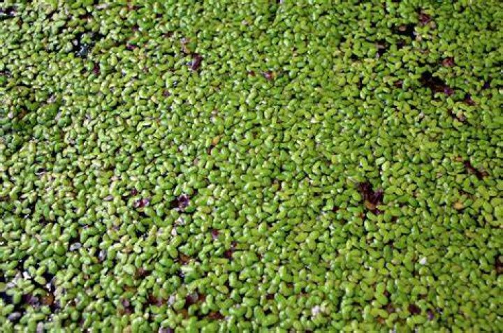 Do common carp eat duckweed?