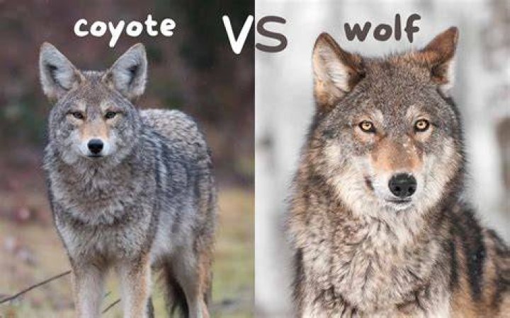 Do coyotes or wolves howl at the moon?