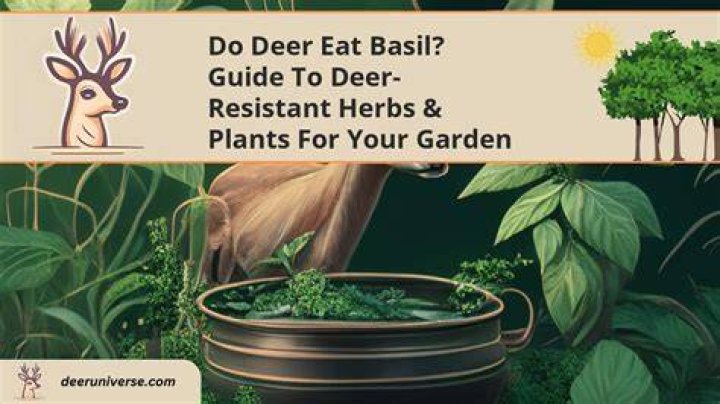 Do deer and rabbits eat basil?
