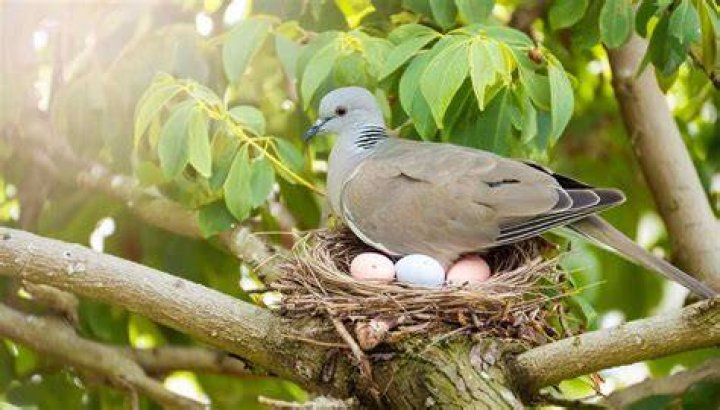 Do doves leave their eggs?