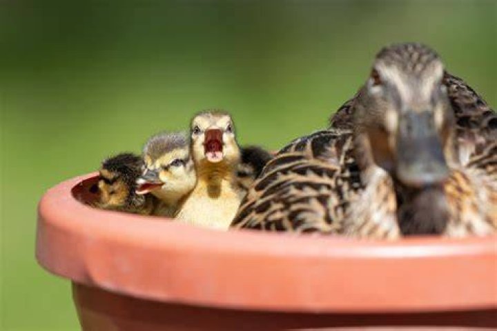 Do ducks make nests? | ContextResponse.com