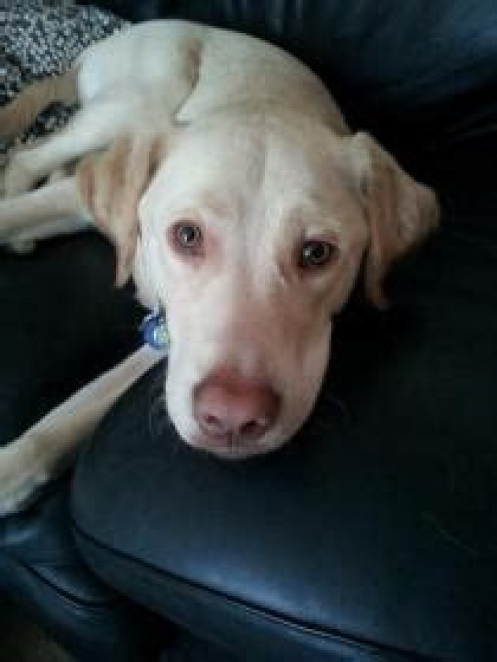 Do Dudley labs have blue eyes?