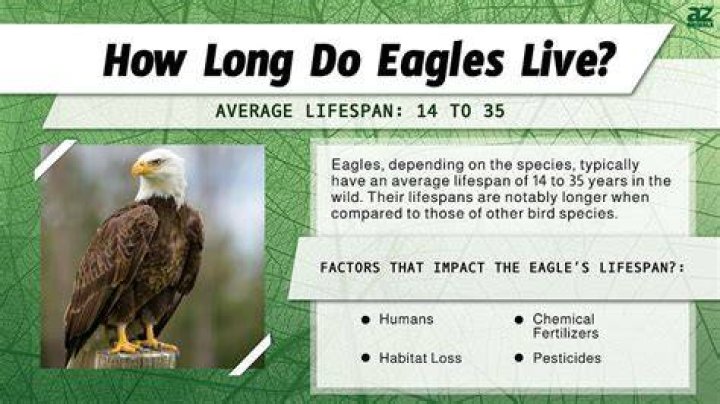 Do eagles live in nests?