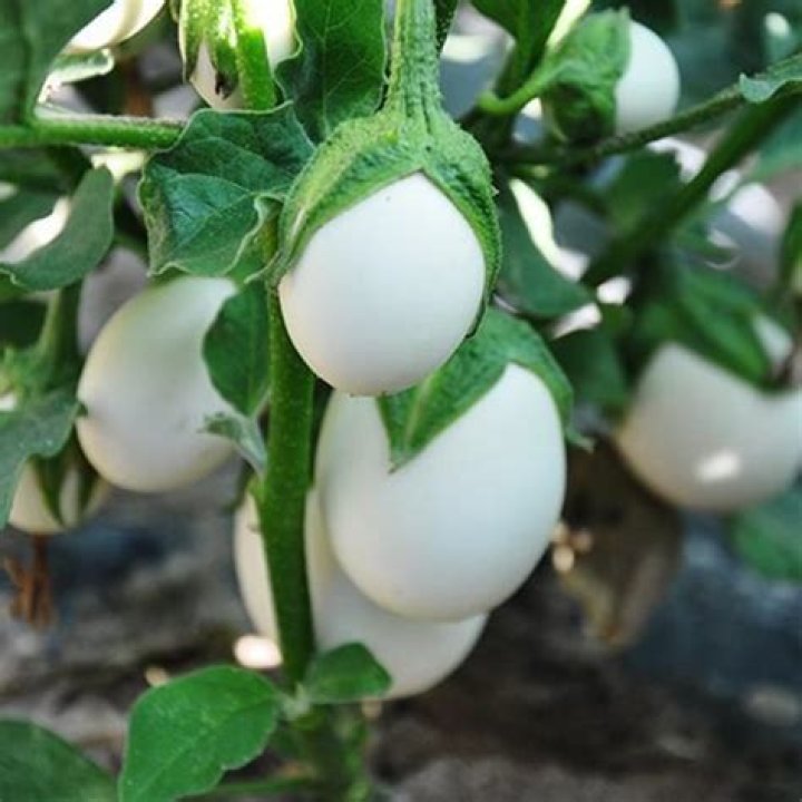 Do eggplants flower? | ContextResponse.com
