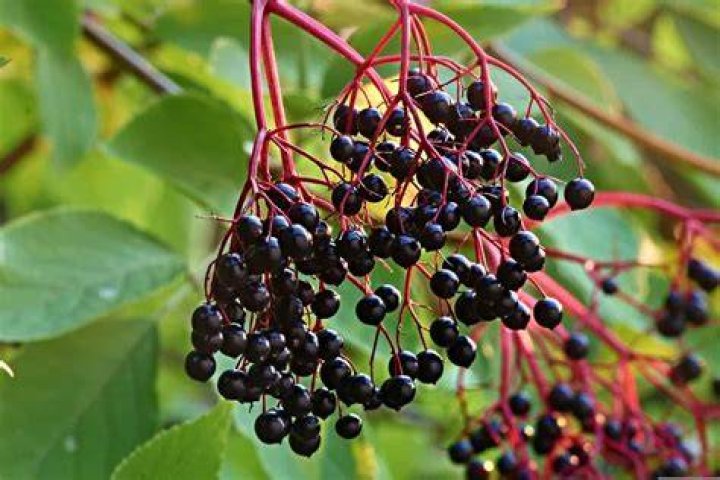 Do elderberries grow in Florida?