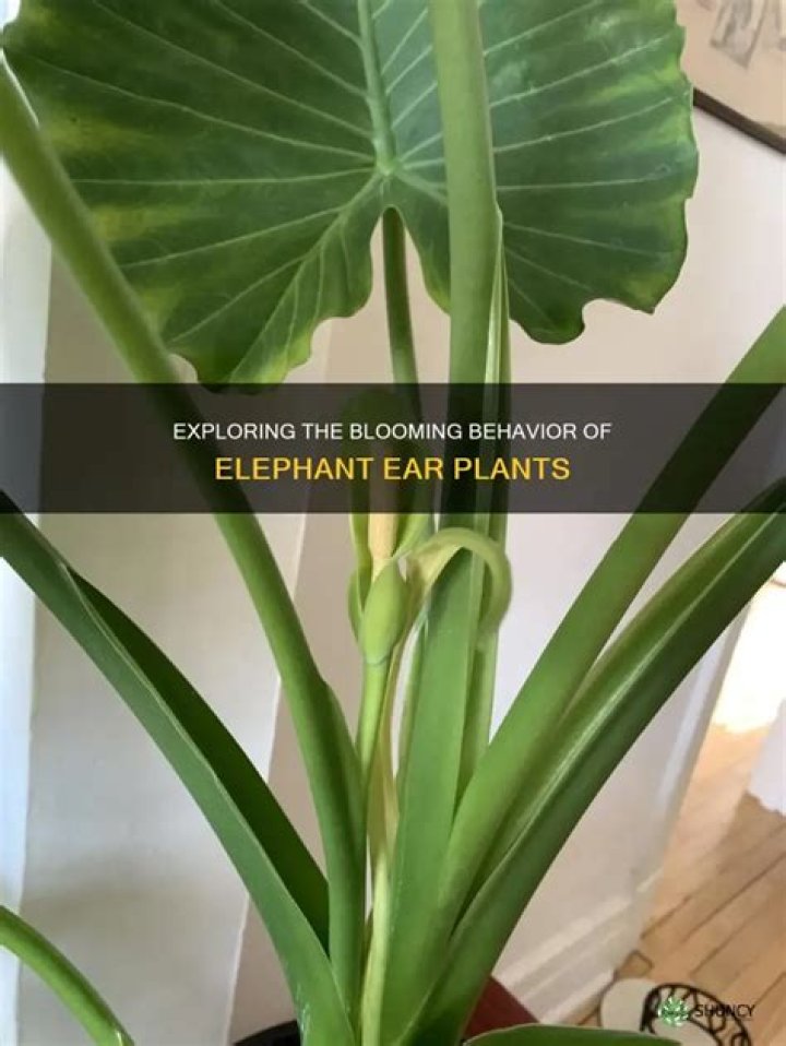 Do elephant ear plants have flowers?
