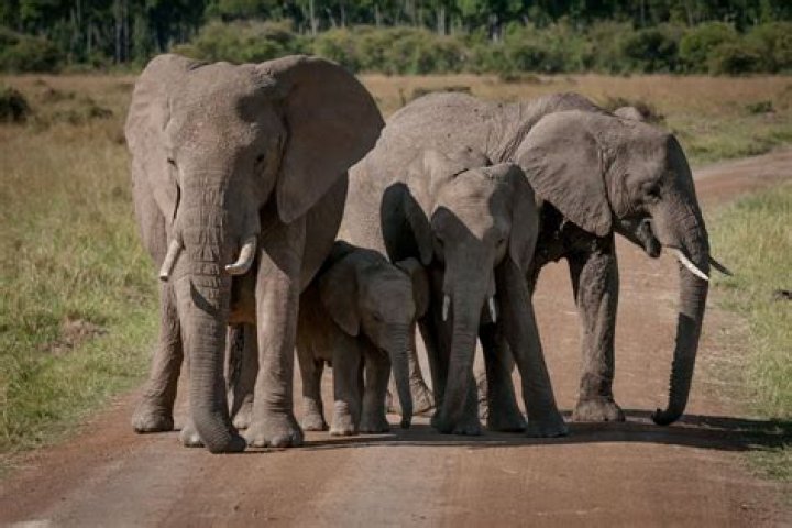 Do elephants have the best memory?