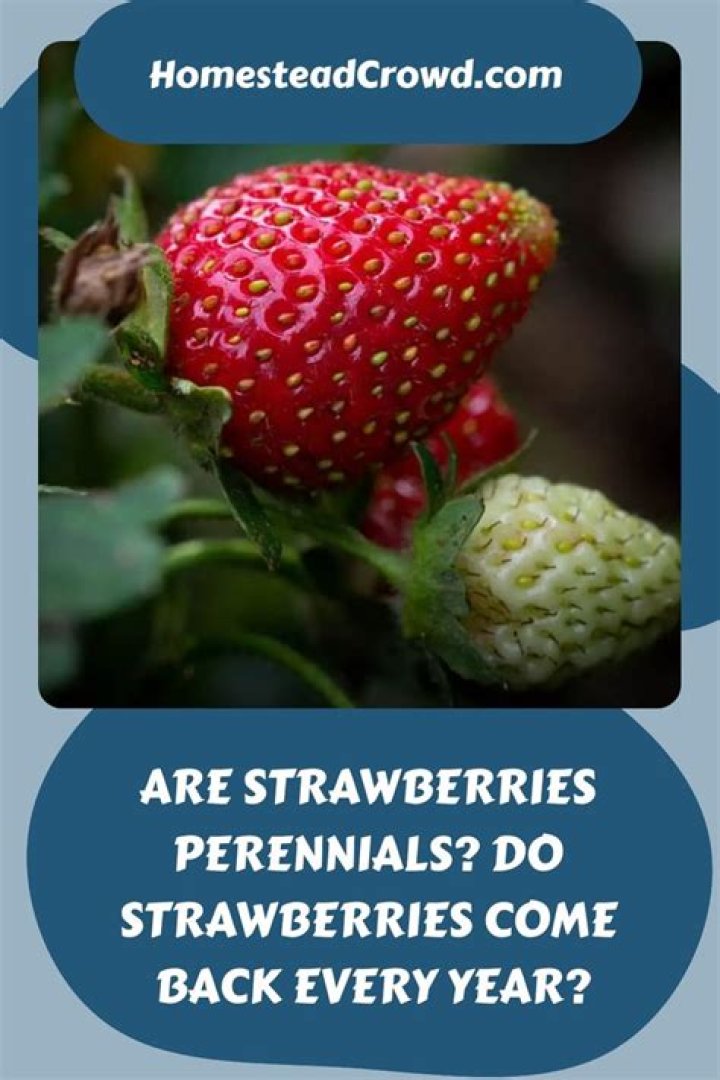 Do everbearing strawberries come back each year?