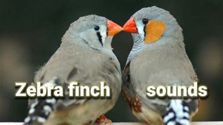 Do female zebra finches make noise?