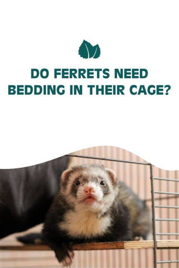 Do ferrets need bedding in their cage?