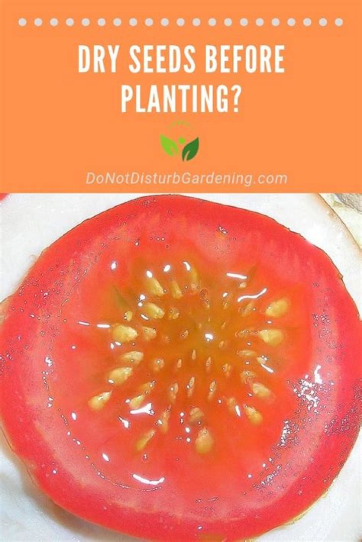 Do fruit seeds need to dry before planting?