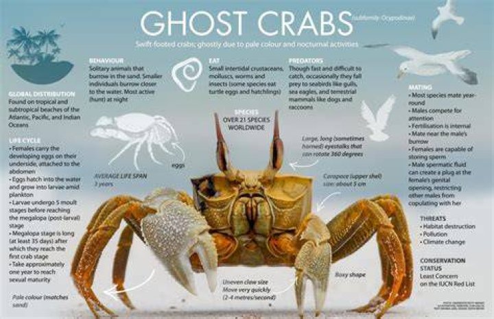 Do ghost crabs hibernate?