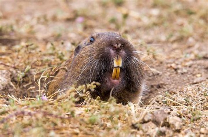 Do Gophers look like rats?