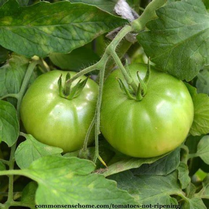 Do green tomatoes turn red?
