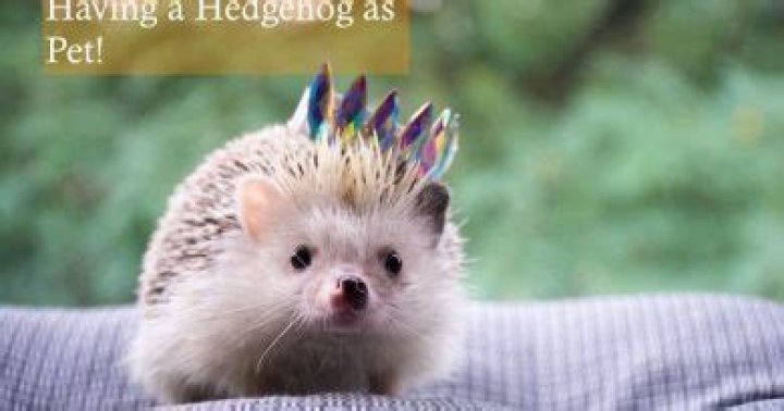 Do hedgehogs make good pets?