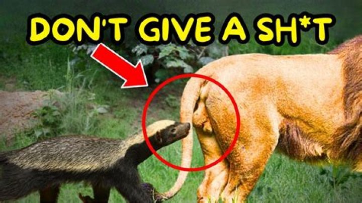 Do Honey Badgers go for the balls?
