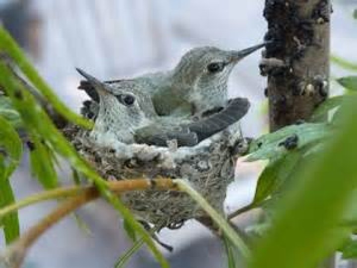 Do hummingbirds have a mouth?