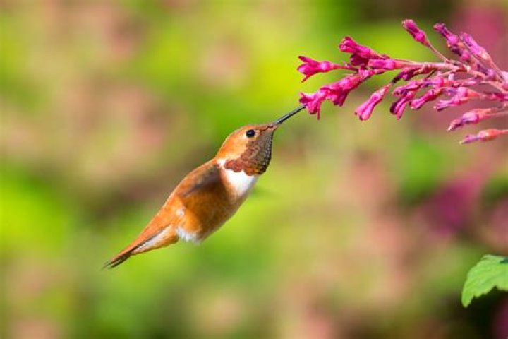 Do hummingbirds rest on branches?