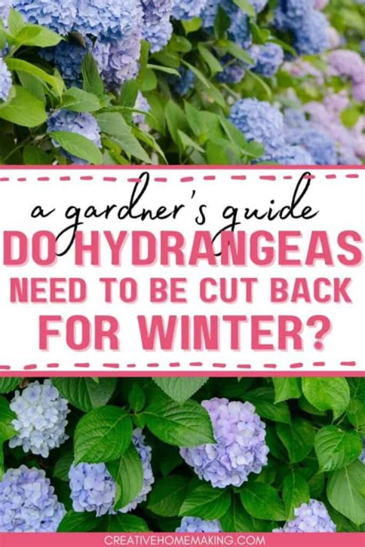 Do I cut back hydrangeas after frost?