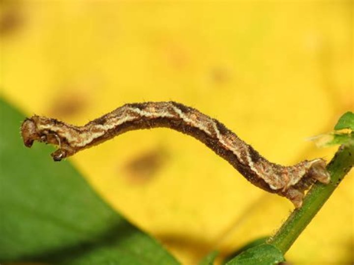 Do inch worms eat plants?