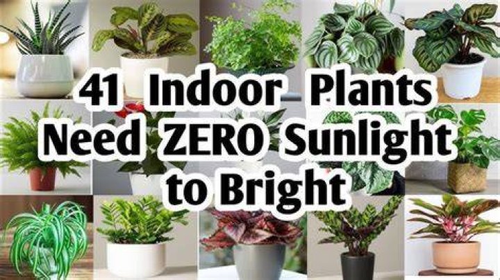 Do indoor succulents need sun?