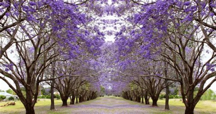 Do jacaranda trees bloom every year?
