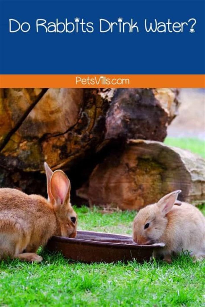 Do jack rabbits drink water?
