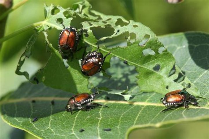 Do Japanese beetles eat hollyhocks?