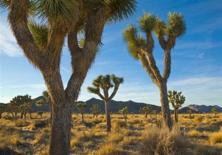 Do Joshua trees grow in the Middle East?