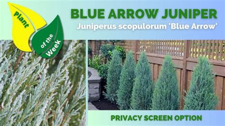Do junipers flower? | ContextResponse.com