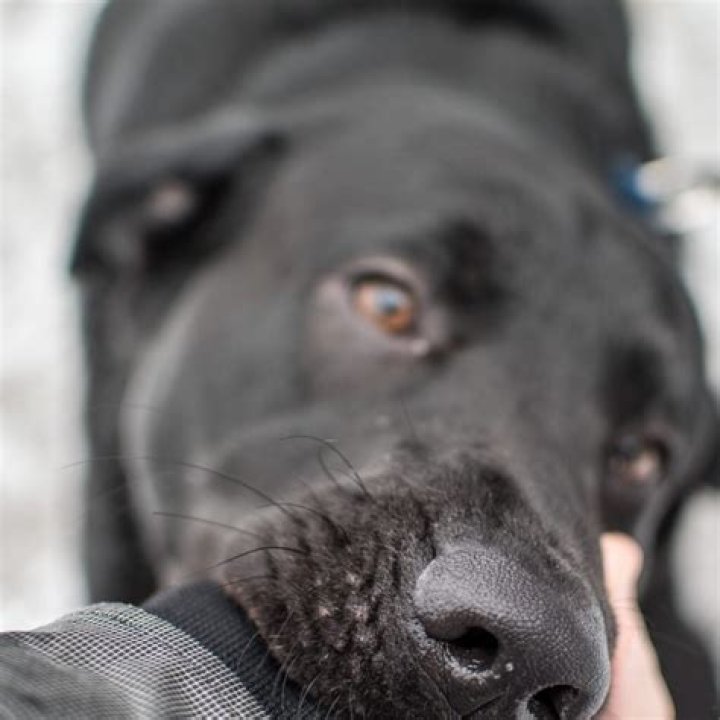 Do Labrador puppies bite?