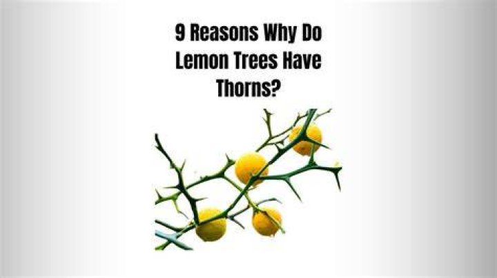 Do lemons have more sugar than oranges?