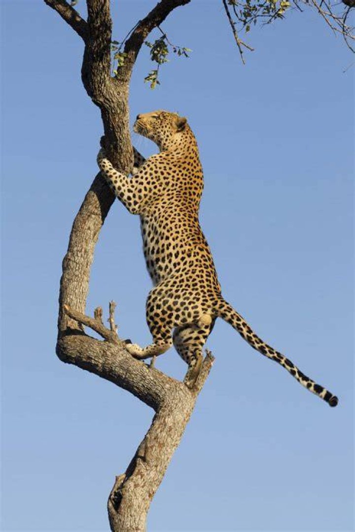 Do leopards climb trees?