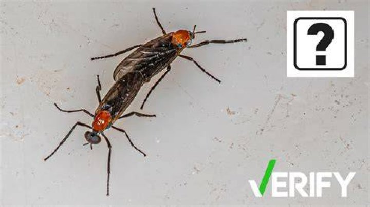 Do lovebugs carry disease? | ContextResponse.com