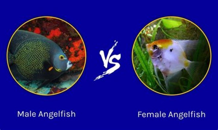 Do male and female angelfish fight?
