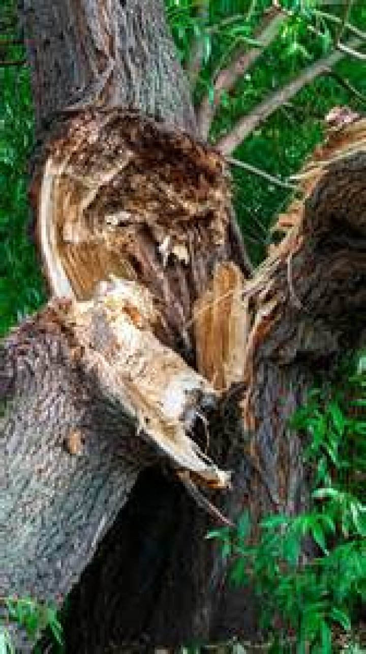 Do maple trees explode? | ContextResponse.com