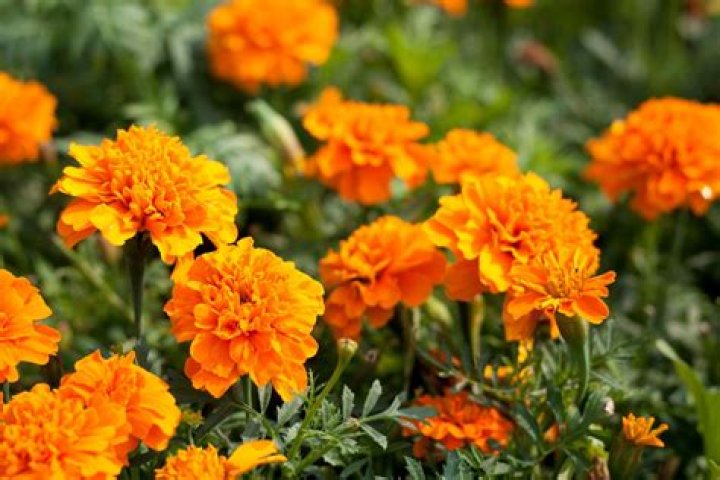 Do marigolds repel aphids? | ContextResponse.com