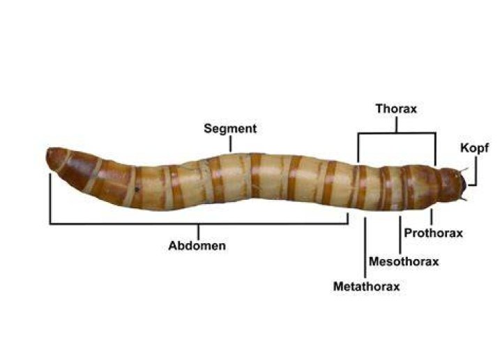 Do mealworms have bones?