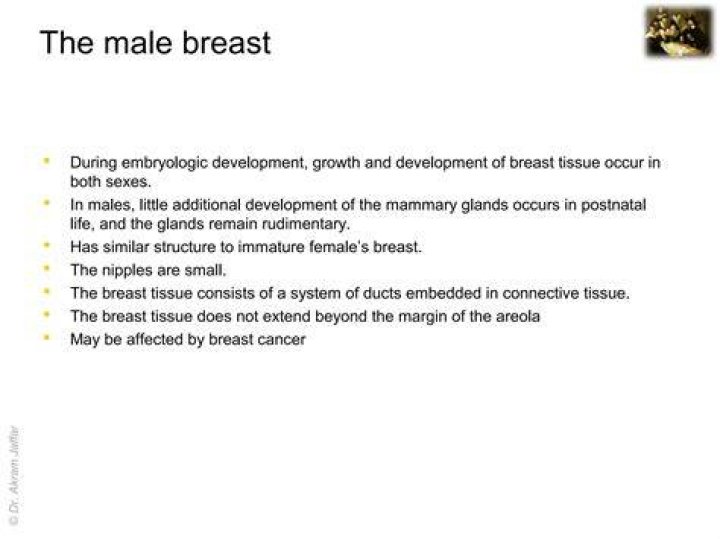 Do men have mammary glands?