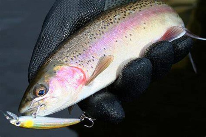 Do minnows become fish? | ContextResponse.com