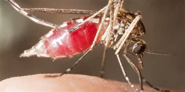 Do mosquitoes have 47 teeth?