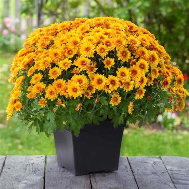 Do mums grow in the summer?