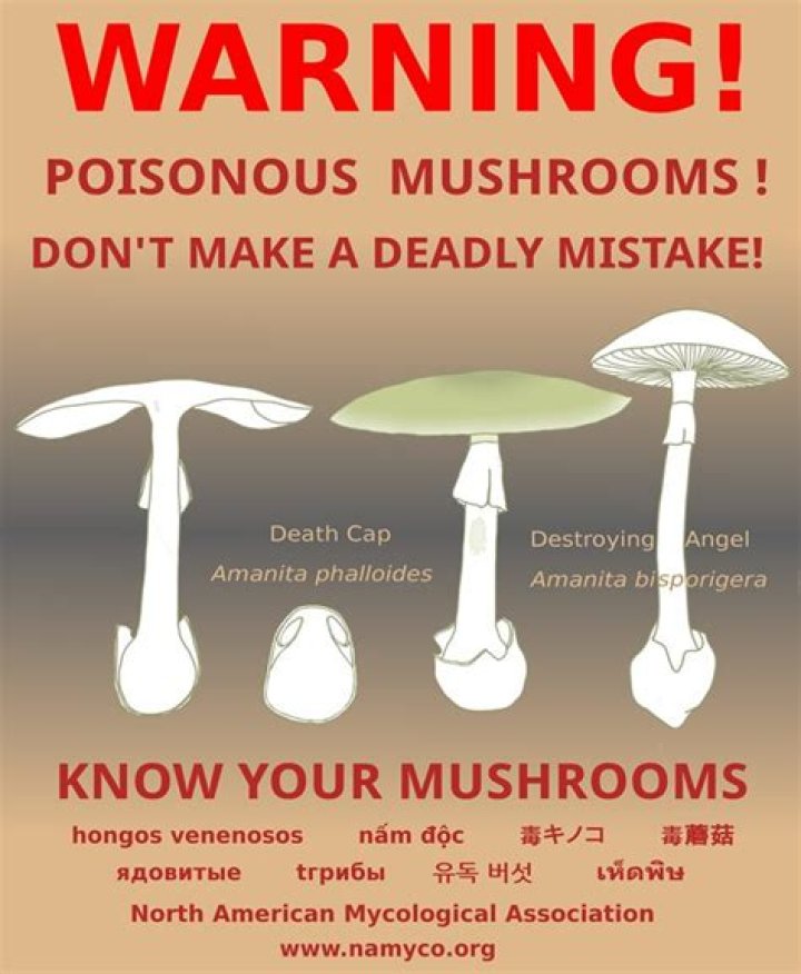 Do mushrooms hurt dogs? | ContextResponse.com