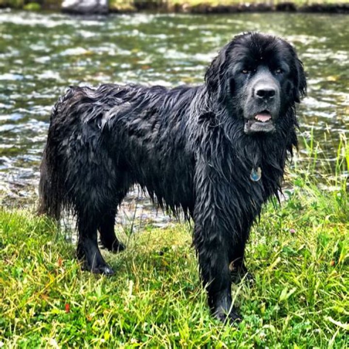 Do Newfoundlands make good pets?
